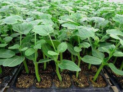 hydroponic flood tray